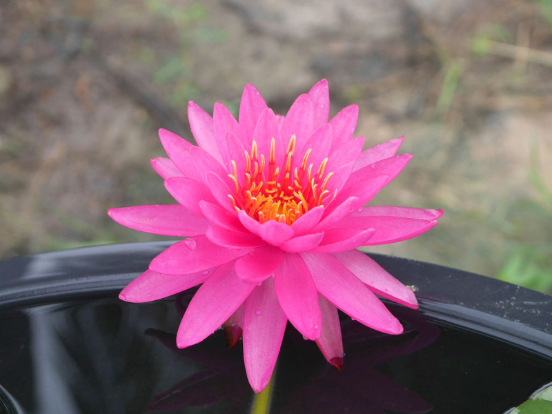 Seerose - Tan Khwan